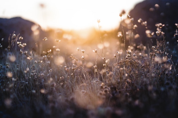 Tiny flower plants with sunset and mountains