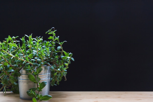 黒の背景に木製のテーブルにアルミポットの小さな植物