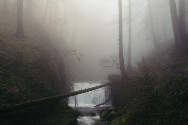 Una piccola cascata in una foresta oscura inquietante