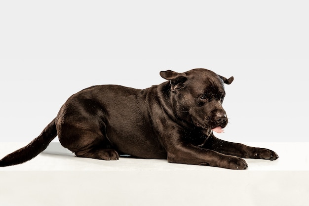 Tired after a good walk. Chocolate labrador retriever dog sits and yawn in the . Indoor shot of young pet. Funny puppy over white wall.