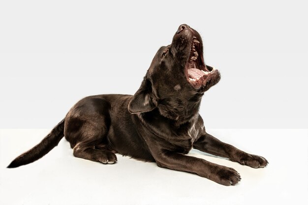 Tired after a good walk. Chocolate labrador retriever dog sits and yawn in the . Indoor shot of young pet. Funny puppy over white wall.