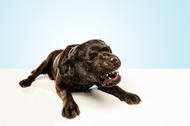 Tired after a good walk. Chocolate labrador retriever dog sits and yawn in the . Indoor shot of young pet. Funny puppy over white wall.