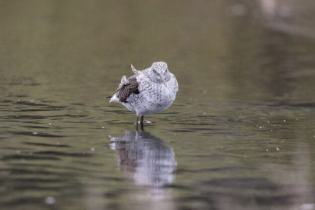 Tired spring migrant Common greenshank Tringa nebulari