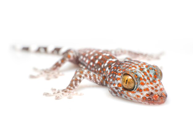 Tokay Gecko Size Chart