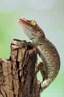 Free photo tokek closeup open mouth on wood animal closeup tokek lizard closeup