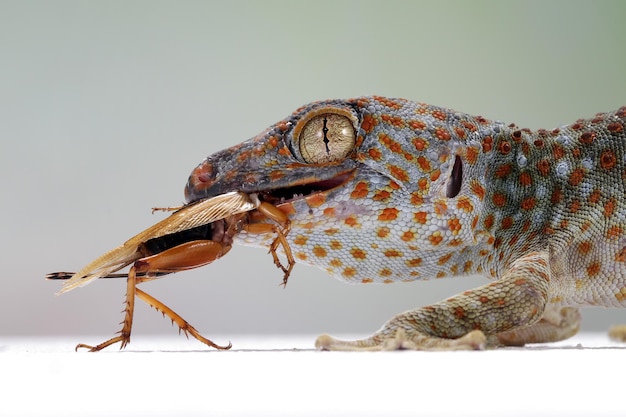 Free photo tokek closeup with grey background animal closeup tokek lizard closeup