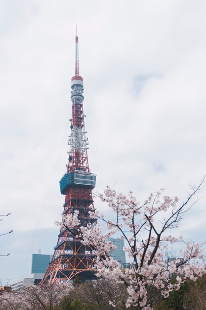 tokyo tower in sakura