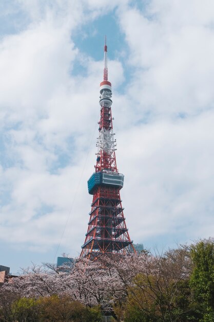 tokyo tower in sakura