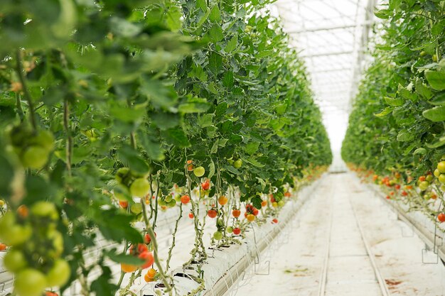 Tomato plants growing inside a greenhouse. 