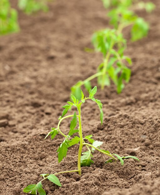 tomato spouts in ground