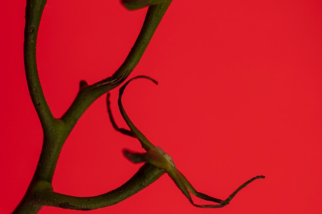 Tomatoes branches on red background