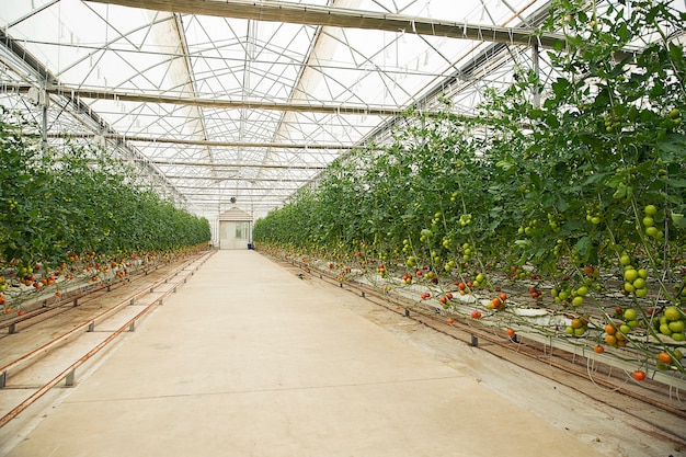 Tomatoes plants inside a greenhouse. 