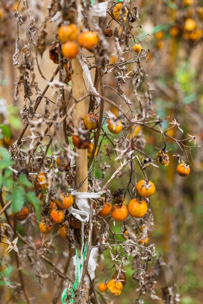 Tomatos