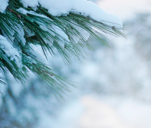 Toned color flowing evergreen stripes