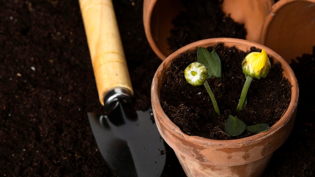 Tools beside flowers pots