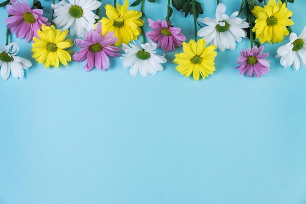 Top border made with yellow; pink and white chamomile flowers on blue background