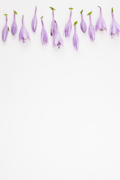 Foto gratuita bordo superiore di fondale bianco decorato con fiori viola