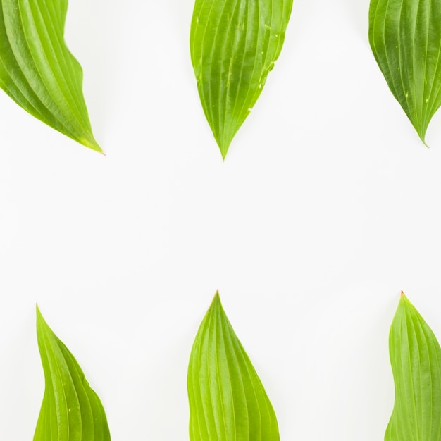 Top and bottom border of white background with green leaves