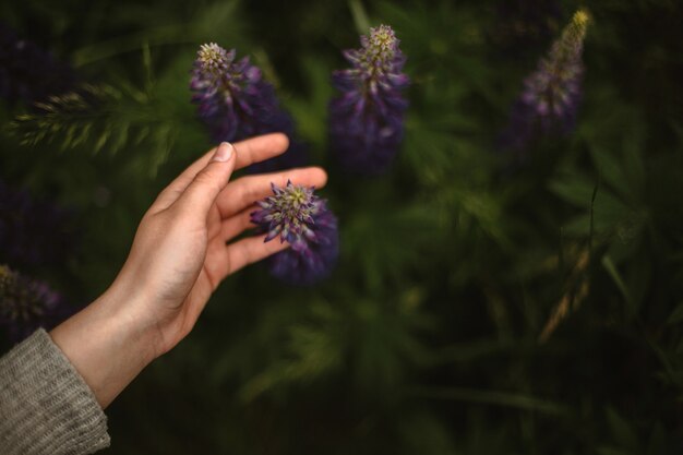 魅力的な野生の紫のルピナスの花に触れる手の上部のクローズアップ