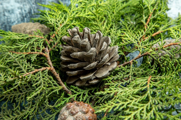 Top close view closed and open pinecones pine branches