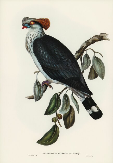 Top-Knot Pigeon (Lopholaimus Antarcticus) illustrated by Elizabeth Gould 