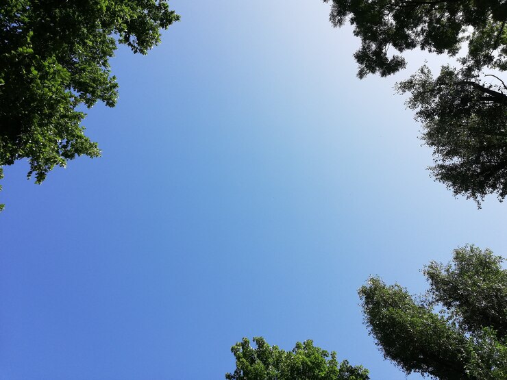 무료 Photo 나무 꼭대기