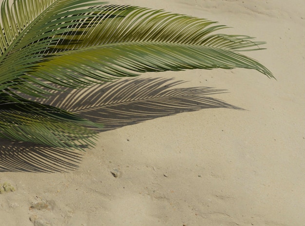 Free photo top view 3d green palm leaves composition