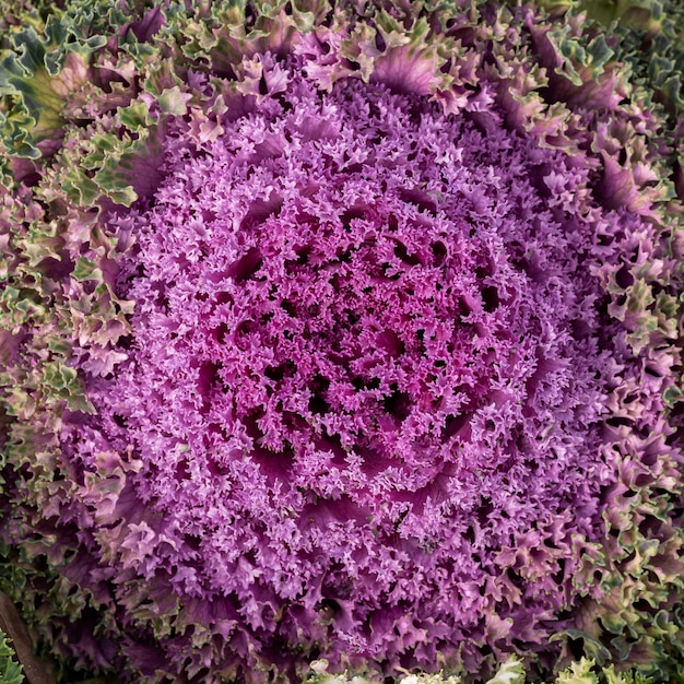 Top view abstract purple flower