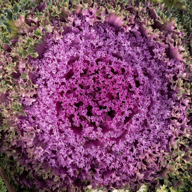 Top view abstract purple flower