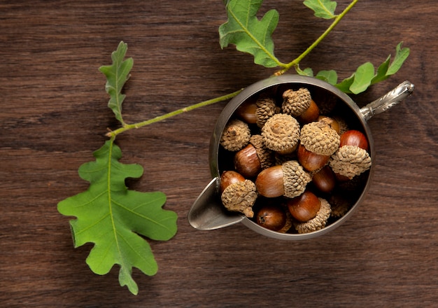 Free photo top view acorns still life