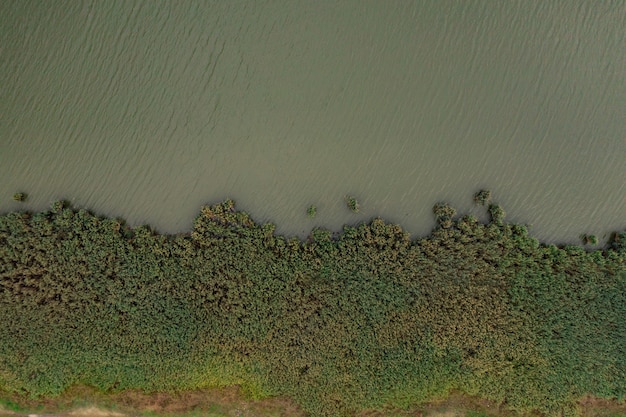 Vista dall'alto di acqua e flora del lago verde.