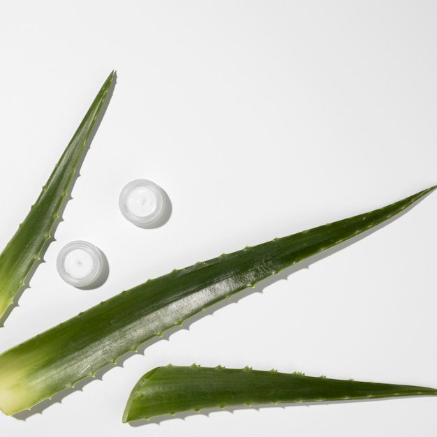 Foto gratuita vista dall'alto del concetto di bellezza di aloe vera