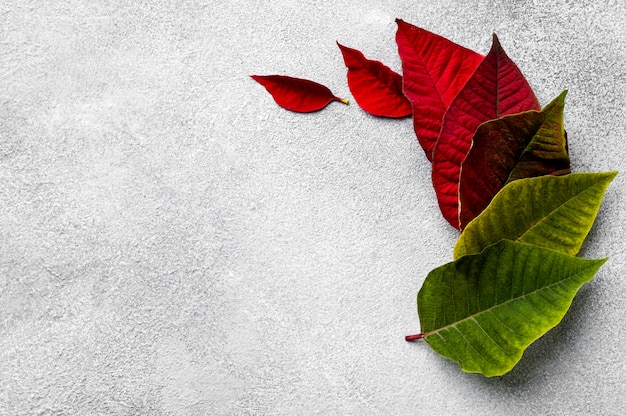 Free photo top view arrangement of colorful leaves with copy space