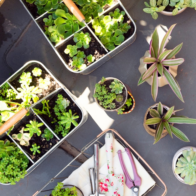 Top view arrangement of different plants in pots