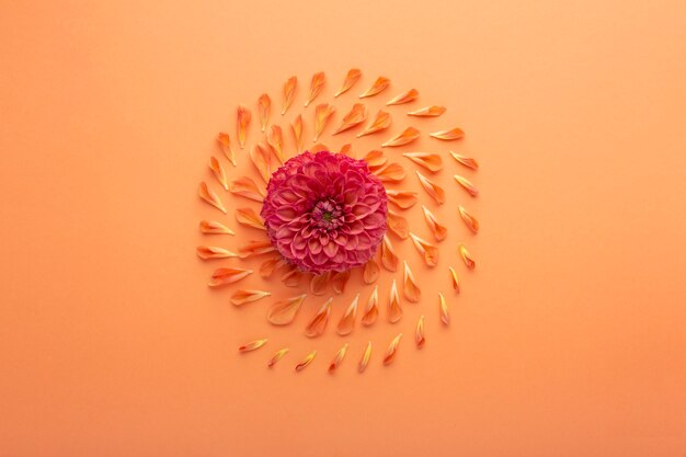 Top view arrangement of flowers petals