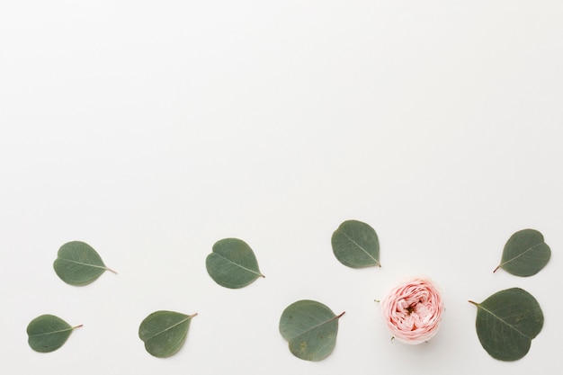 Top view arrangement of green leaves and rose copy space