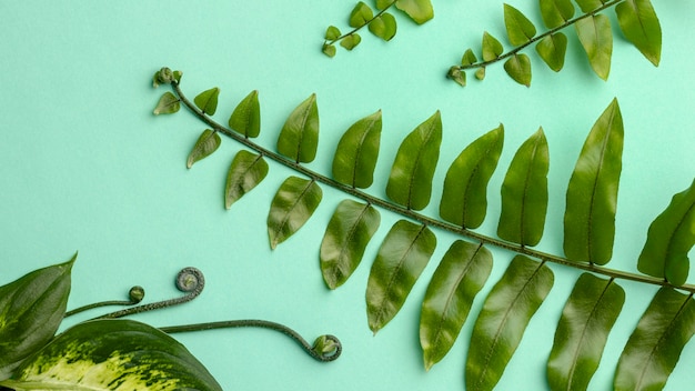 Top view arrangement of green leaves