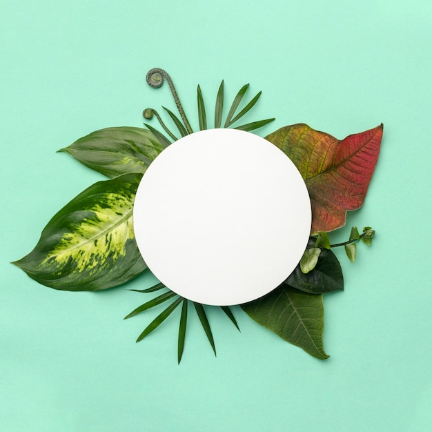 Top view arrangement of leaves with round object