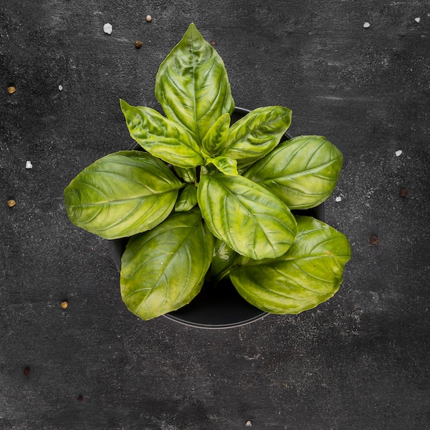 Top view arrangement of nutritious plant in bowl