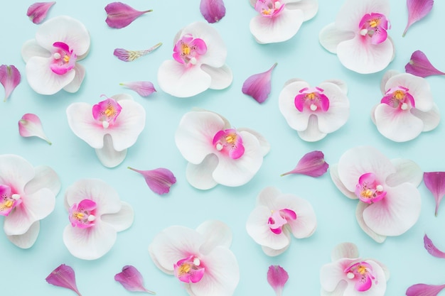 Free photo top view arrangement of pink orchids