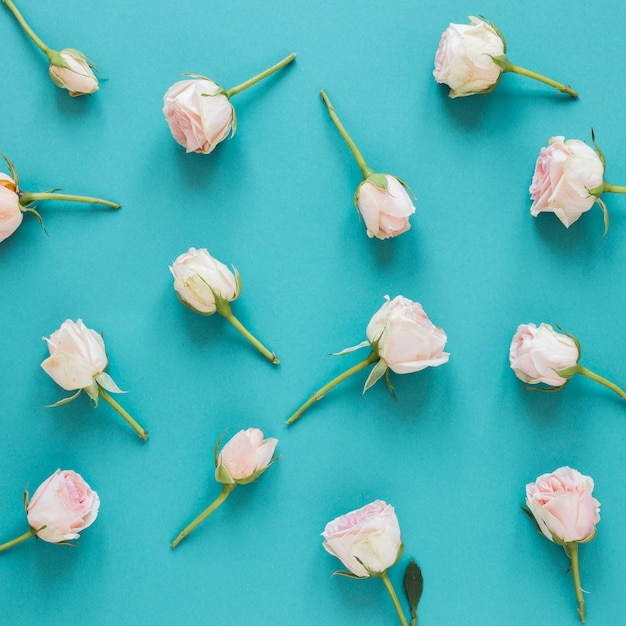 Top view arrangement of spring white roses