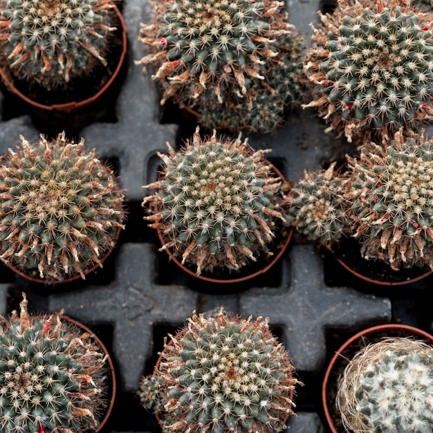 Free photo top view arrangement with cactus in pots