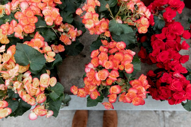 Top view arrangement with colorful flowers indoors