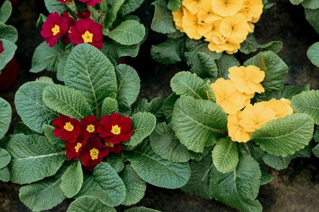 Top view arrangement with red and yellow flowers