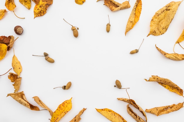 Free photo top view arrangement with yellow leaves and acorns