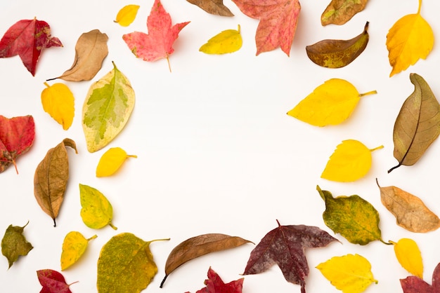 Free photo top view assortment of autumn leafs