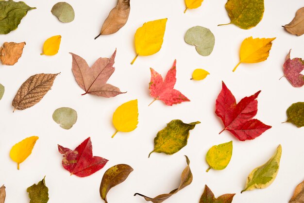 Top view assortment of autumn leafs