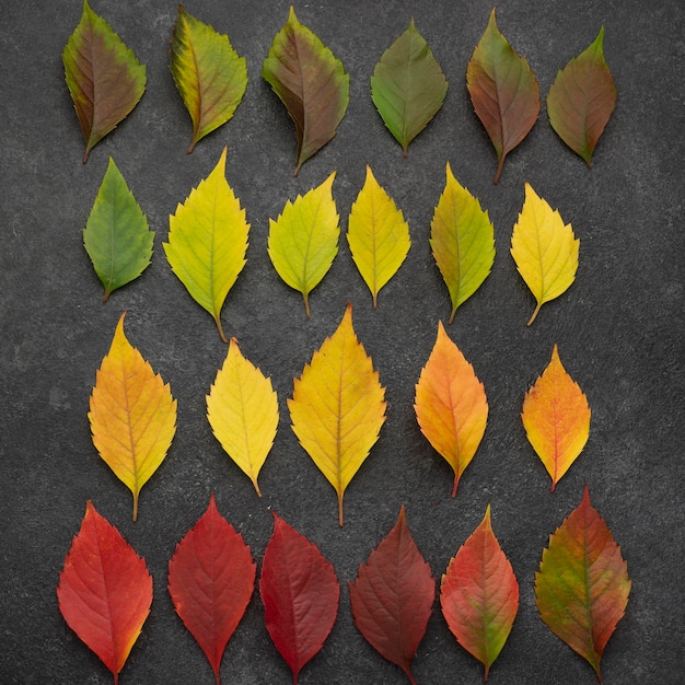 Free photo top view of assortment of autumn leaves