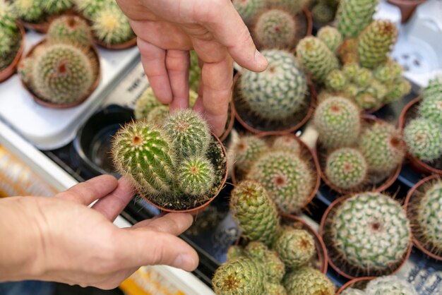 Top view assortment of cactuses in flowerpots