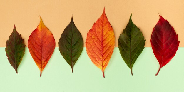 Вид сверху ассортимента цветных осенних листьев
